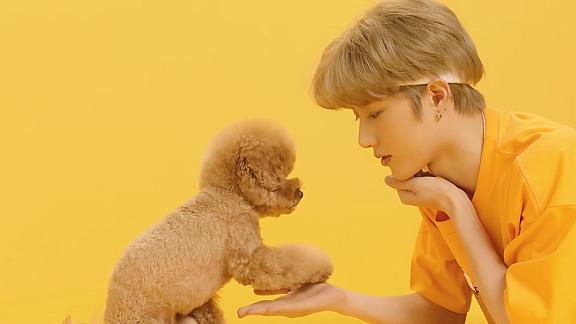 Cat & Dog
